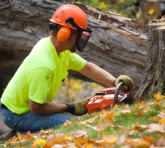 tree services Byhalia